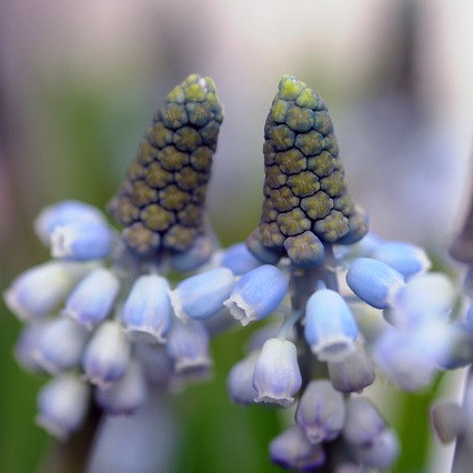 Traditional blue garden, Blue spring flowers, grape hyacinths, Muscari, Scilla siberica, Anemone blanda, Iris reticulata, alliums, Grecian Windflowers